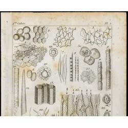 Gravure de 1848 - Gravure biologie : Poils Glandes ... - 2