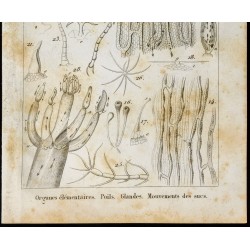 Gravure de 1848 - Gravure biologie : Poils Glandes ... - 3