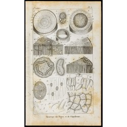 Gravure de 1848 - Structure des tiges et de l'épiderme - 1