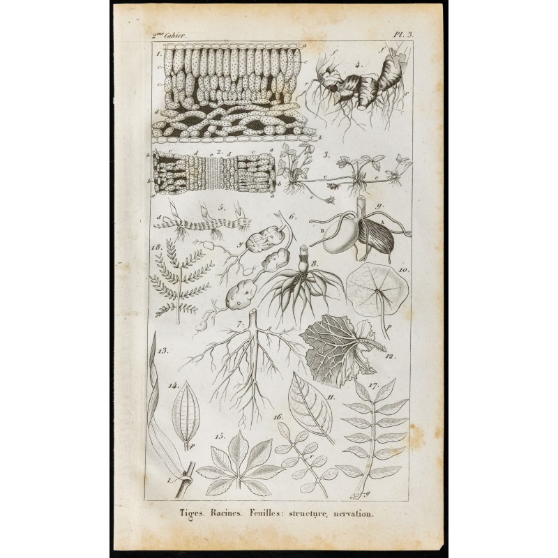 Gravure de 1848 - Tiges et Racines - Structure et nervation des feuilles - 1