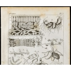 Gravure de 1848 - Tiges et Racines - Structure et nervation des feuilles - 2