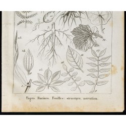 Gravure de 1848 - Tiges et Racines - Structure et nervation des feuilles - 3