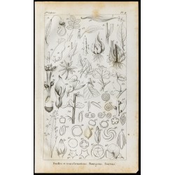 Gravure de 1848 - Feuilles et transformations - Bourgeons et Boutons - 1