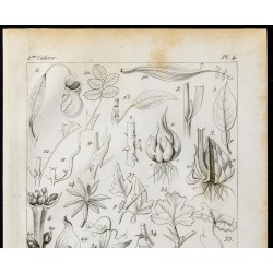 Gravure de 1848 - Feuilles et transformations - Bourgeons et Boutons - 2