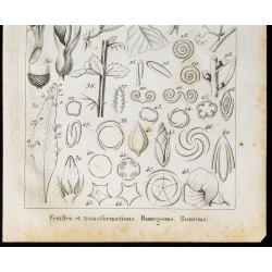 Gravure de 1848 - Feuilles et transformations - Bourgeons et Boutons - 3