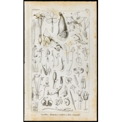 Gravure de 1848 - Botanique - Corolles et Etamines - 1