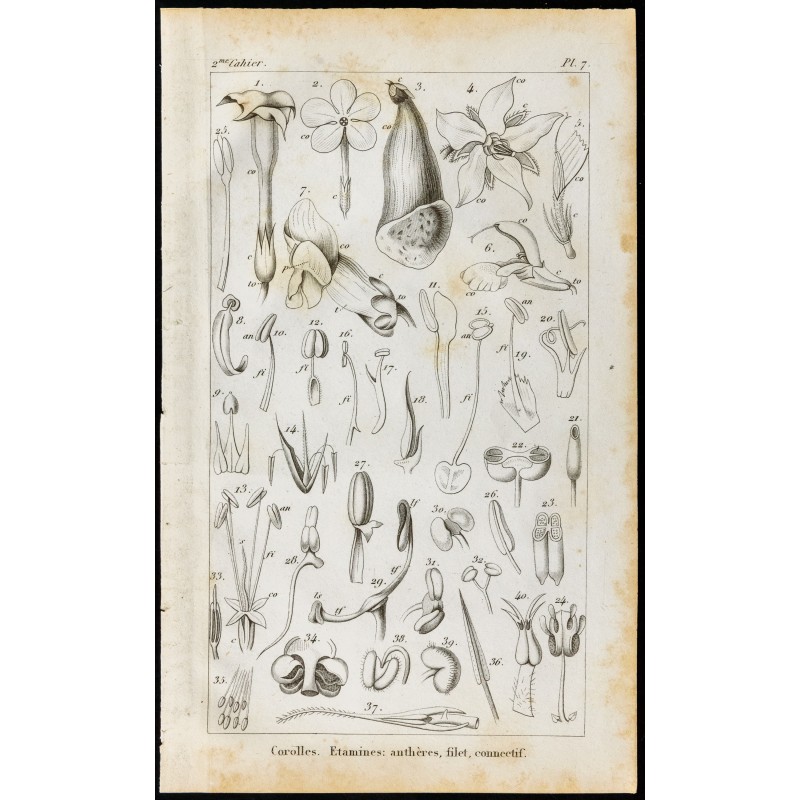 Gravure de 1848 - Botanique - Corolles et Etamines - 1