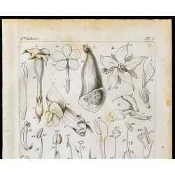 Gravure de 1848 - Botanique - Corolles et Etamines - 2