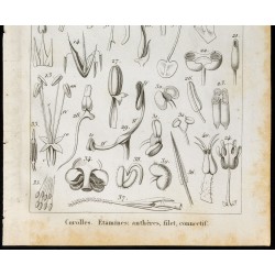 Gravure de 1848 - Botanique - Corolles et Etamines - 3