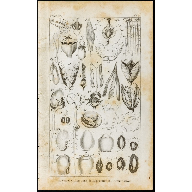 Gravure de 1848 - Fleurs - Organes et fonctions de reproduction - 1