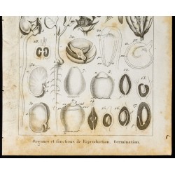 Gravure de 1848 - Fleurs - Organes et fonctions de reproduction - 3