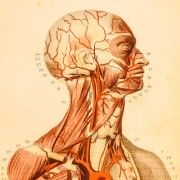 Gravures anciennes : Médecine & Anatomie
