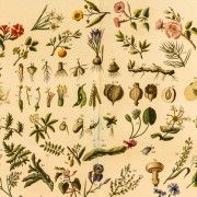 Gravures anciennes : Botanique (Fleurs, champignons ...)
