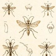 Gravures anciennes d'insectes (Entomologie)