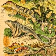 Gravures anciennes de reptiles