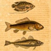 Gravures anciennes de poissons