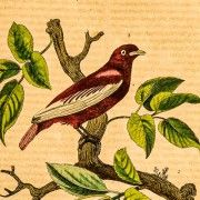 Gravures anciennes d'oiseaux