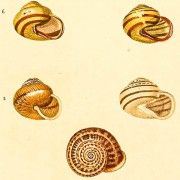 Gravures anciennes de mollusques en vente