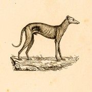 Gravures anciennes d'animaux domestiques