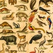 Gravures anciennes - Autres zoologie