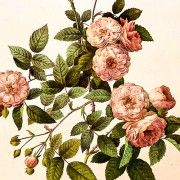 Gravures anciennes - Fleurs (Botanique)