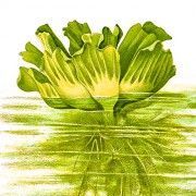 Gravures anciennes - Plantes aquatiques