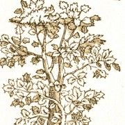 Gravures anciennes - Arbres (Botaniques)
