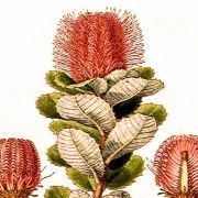 Gravures anciennes botaniques en couleurs