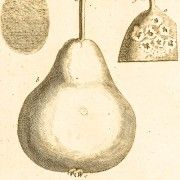 Gravures anciennes - Fruits et Légumes