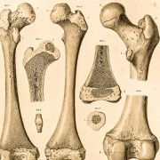 Gravures anciennes d'anatomie médicale