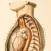 Gravures anciennes - angiologie