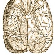 Gravures anciennes - Neurologie