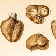 Gravures anciennes - Cardiologie