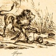 Gravures anciennes sur l'Afrique noire