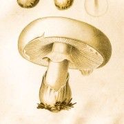 Gravures anciennes - Champignons