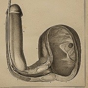 Urologie (Médecine) - Boutique
